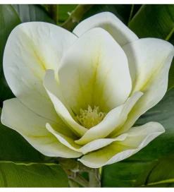 Magnolia sztuczna 100 cm