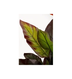 Sztuczna roślina CANNA LILY 115 cm